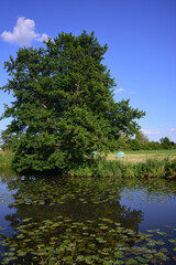 Quiet landscape in Bavaria, at a pond with water lilies, trees and agricultural fields, against a blue sky in portrait format