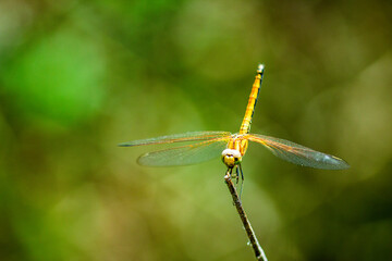 One beautiful dragonfly perched on a branch in summer