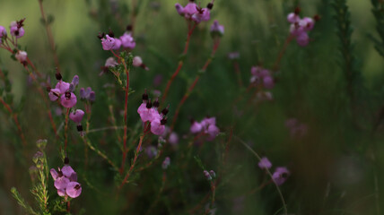 Meadow flowers close-up.
Lilac, pink flowers, illuminated by light. The background is deep, saturated, dark green.