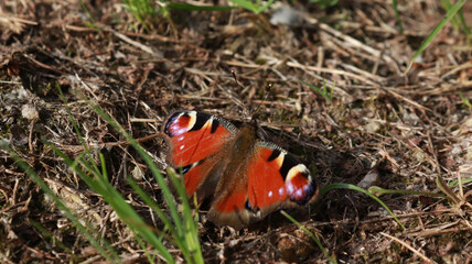 Peacock butterfly closeup.
A butterfly sits on dried grass with spread wings.