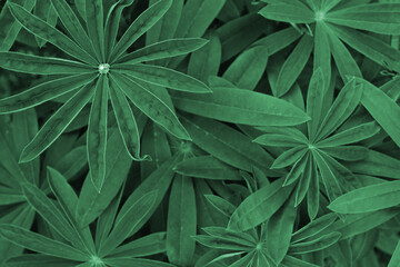 Fototapeta na wymiar Green leaves, background, place for your text