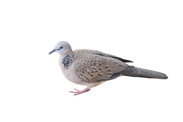 Zebra dove is standing gracefully isolated on white background.
