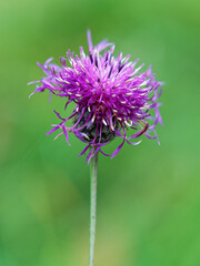 Blooming Spotted knapweed (Centaurea maculosa), found in Julian Alps and surrounding area. It also has been introduced to North America, where it is considered an invasive plant species.