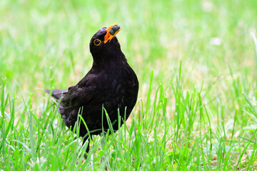 Amsel füttert ihre Jungen