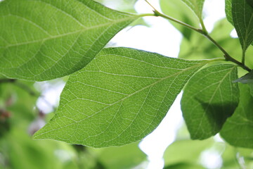 Fototapeta na wymiar Green storax leaves against the sun