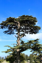 Cedar tree on the background of cloudy background.