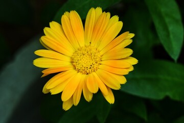 yellow flower with dew drops
