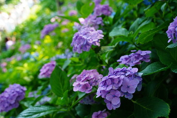 Obraz premium Purple hydrangea flowers are blooming beautifully at Hasedera temple in Kamakura Japan. Hasedera temple is sightseeing spot which is popular for beautiful hydrangeas in June.