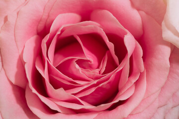 bud of classic pink rose close-up. Macro