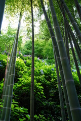 Sunshine from bamboo garden at Hasedera temple in Kamakura Japan. Hasedera temple is sightseeing spot which is popular for beautiful hydrangeas in June.
