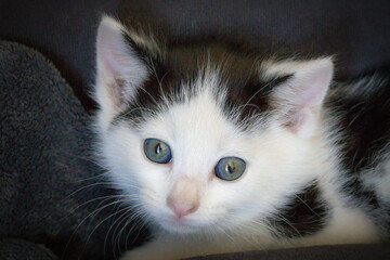 portrait d'un chaton noir et blanc