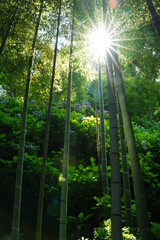 Sunshine from bamboo garden at Hasedera temple in Kamakura Japan. Hasedera temple is sightseeing spot which is popular for beautiful hydrangeas in June.