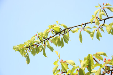 桜の実