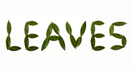 The inscription "leaves" collected from the leaves of laurel. Green inscription isolated on white background.