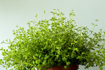 Close up of oregano growing (Oreganum vulgare)
