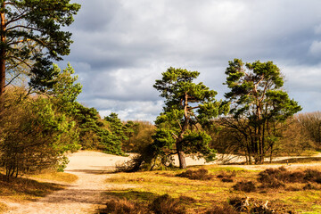 Landscape at Soesterduinen near Amersfoort, Netherlands
