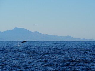 Neuseeland dolphin