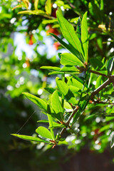 Branche de grenadier