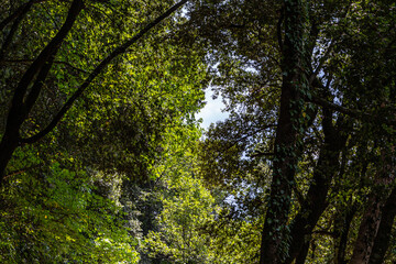 Green Italian woods