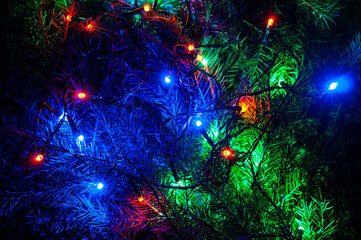 Christmas background with spruce branches and colorful garlands. Garlands glow among the fir branches.