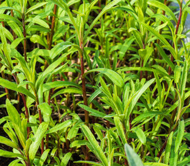 Close up of estragon (Artemisia dracunculus)
