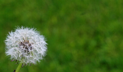 White dandelion on green grass