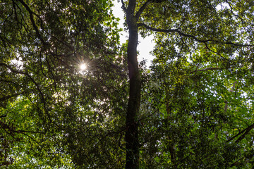 Green Italian woods
