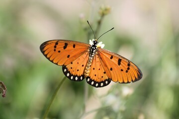 Thailand Schmetterling 
