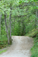 Fototapeta na wymiar Chemin dans une forêt près de Trondheim en Norvège