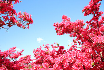 ツツジ　栃木県矢板市　長峰公園