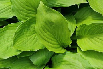 Big green leaves. Background