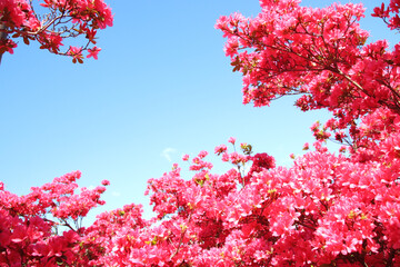 ツツジ　栃木県矢板市　長峰公園