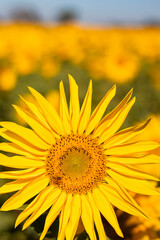 Obraz premium field of sunflowers in the summer