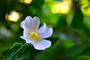 White rosehip flowers in green with beautiful bokeh
