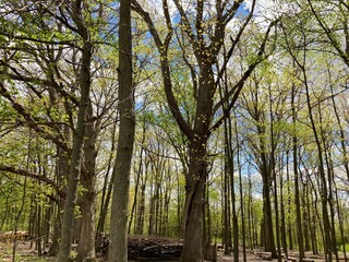 trees in the forest
