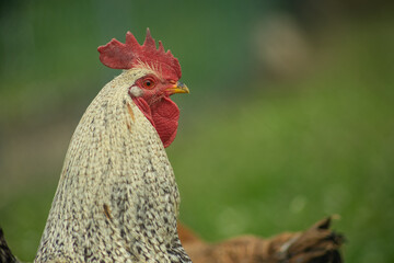 Freiland Hahn auf dem Bauernhof