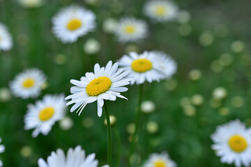 White daisies on a green meadow in summer