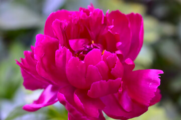 Obraz premium Red peony flowers close up in summer
