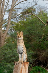 Beautiful Wild Cat Serval