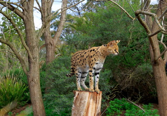 Beautiful Wild Cat Serval