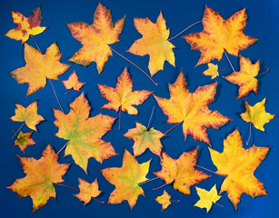 Autumn composition. Arrangement of beautiful colorful maple leaves on blue backdrop. Autumn background, fall concept. Flat lay, top view.