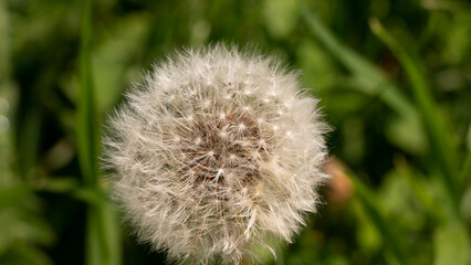 dandelion seed head