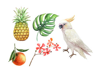 set of watercolor illustrations of tropical fruits plants and white cockatoo parrot, on a white background
