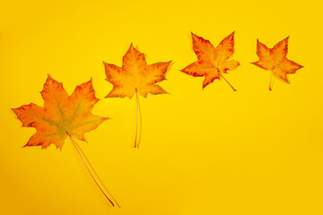 Four beautiful colorful fall maple leaves on yellow background. Autumn mockup, fall concept. Top view, flat lay, copy space.