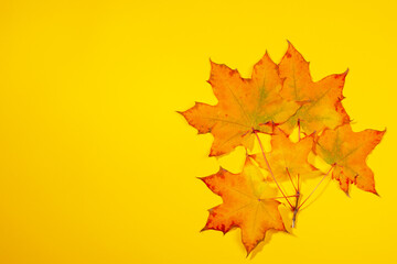 Naklejka na ściany i meble Beautiful colorful fall maple leaves on yellow background. Autumn mockup, fall concept, greeting card. Top view, copy space.