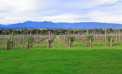 Melbourne yarra valley near, the famous vineyards of view. Australia