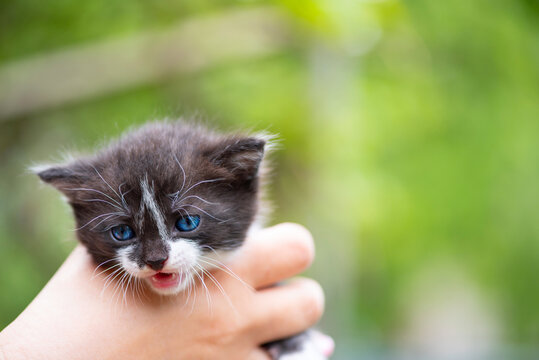 Little blue-eyed kitten in the hand of a man. Photographed close-up.