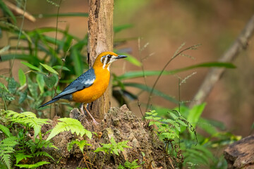 An Orange-headed Ground Thrush in the reserved forest in Thattekkad, Kerala, India