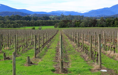 Fototapeta na wymiar Melbourne yarra valley near, the famous vineyards of view. Australia