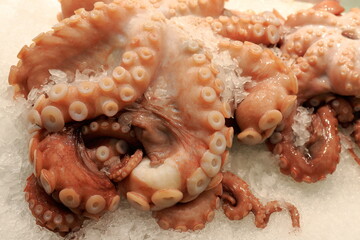 Fresh octopus in the market showcase.